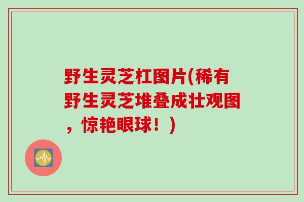 野生灵芝杠图片(稀有野生灵芝堆叠成壮观图,惊艳眼球!) 野生灵芝杠图片(稀有野生灵芝堆叠成壮观图,惊艳眼球!)