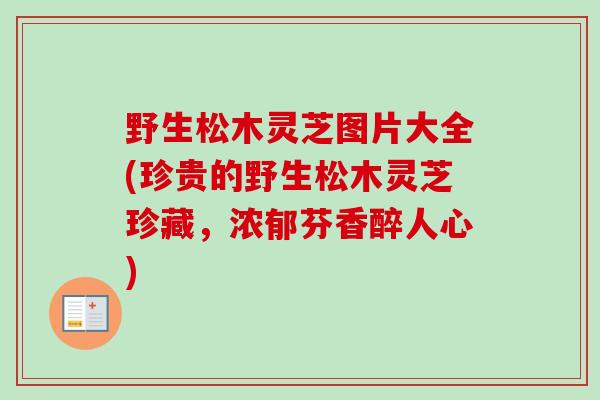 野生松木灵芝图片大全(珍贵的野生松木灵芝珍藏,浓郁芬香醉人心) 野生松木灵芝图片大全(珍贵的野生松木灵芝珍藏,浓郁芬香醉人心)