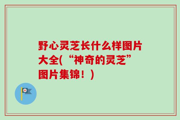 野心灵芝长什么样图片大全(“神奇的灵芝”图片集锦!) 野心灵芝长什么样图片大全(“神奇的灵芝”图片集锦!)