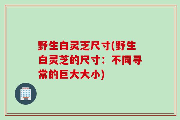 野生白灵芝尺寸(野生白灵芝的尺寸：不同寻常的巨大大小)