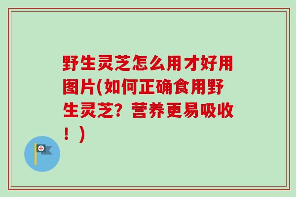 野生灵芝怎么用才好用图片(如何正确食用野生灵芝?营养更易吸收!) 野生灵芝怎么用才好用图片(如何正确食用野生灵芝?营养更易吸收!)