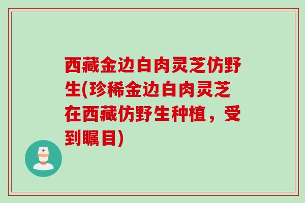 西藏金边白肉灵芝仿野生(珍稀金边白肉灵芝在西藏仿野生种植，受到瞩目)