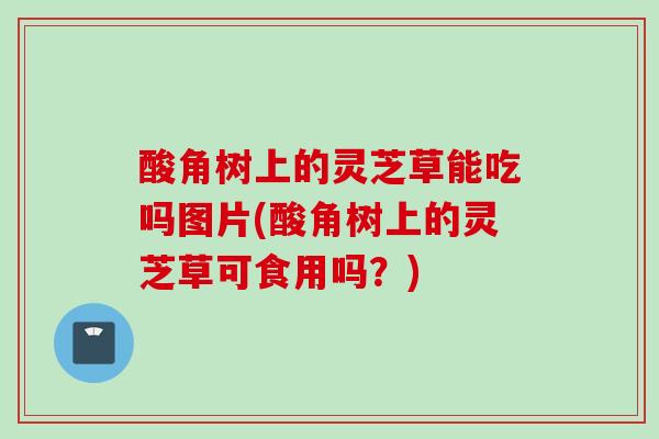酸角树上的灵芝草能吃吗图片(酸角树上的灵芝草可食用吗？)