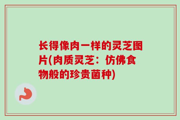 长得像肉一样的灵芝图片(肉质灵芝:仿佛食物般的珍贵菌种) 长得像肉一样的灵芝图片(肉质灵芝:仿佛食物般的珍贵菌种)