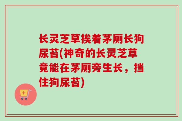 长灵芝草挨着茅厕长狗尿苔(神奇的长灵芝草竟能在茅厕旁生长,挡住狗尿苔) 长灵芝草挨着茅厕长狗尿苔(神奇的长灵芝草竟能在茅厕旁生长,挡住狗尿苔)