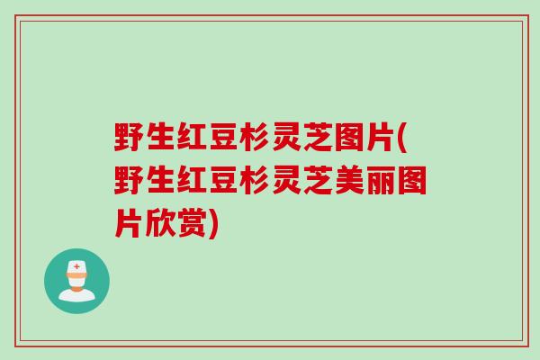 野生红豆杉灵芝图片(野生红豆杉灵芝美丽图片欣赏)