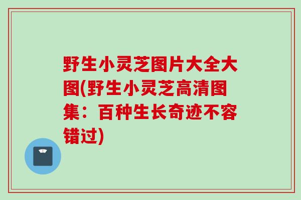野生小灵芝图片大全大图(野生小灵芝高清图集：百种生长奇迹不容错过)