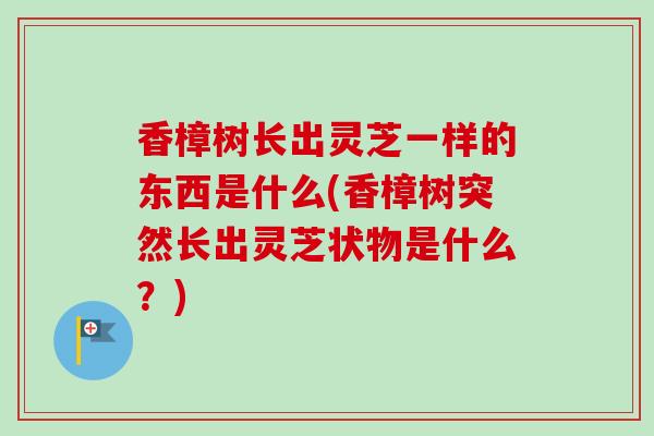 香樟树长出灵芝一样的东西是什么(香樟树突然长出灵芝状物是什么？)