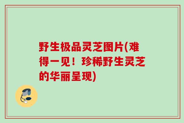 野生极品灵芝图片(难得一见！珍稀野生灵芝的华丽呈现)