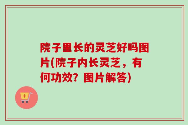 院子里长的灵芝好吗图片(院子内长灵芝，有何功效？图片解答)