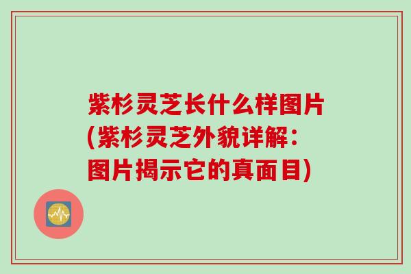 紫杉灵芝长什么样图片(紫杉灵芝外貌详解：图片揭示它的真面目)