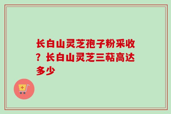 长白山灵芝孢子粉采收？长白山灵芝三萜高达多少