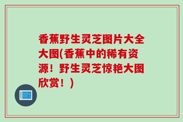 香蕉野生灵芝图片大全大图(香蕉中的稀有资源！野生灵芝惊艳大图欣赏！)