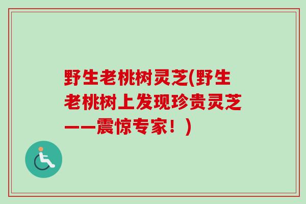 野生老桃树灵芝(野生老桃树上发现珍贵灵芝——震惊专家!) 野生老桃树灵芝(野生老桃树上发现珍贵灵芝——震惊专家!)