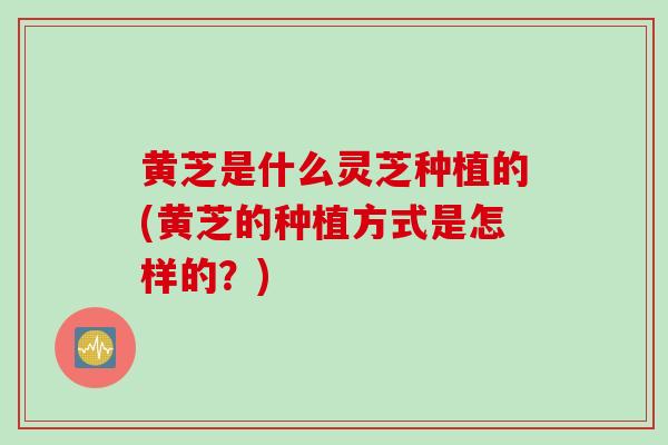 黄芝是什么灵芝种植的(黄芝的种植方式是怎样的？)