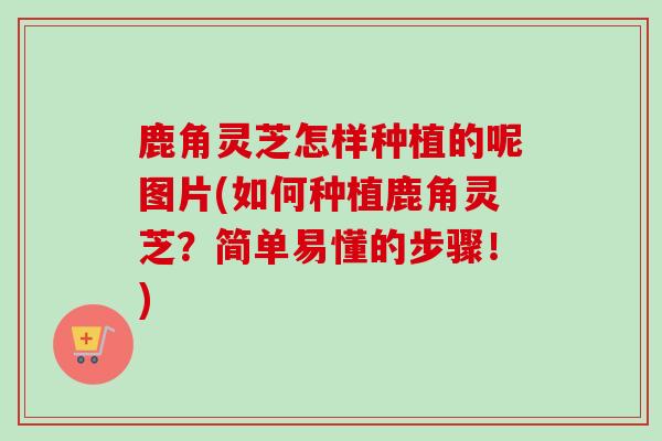 鹿角灵芝怎样种植的呢图片(如何种植鹿角灵芝?简单易懂的步骤!) 鹿角灵芝怎样种植的呢图片(如何种植鹿角灵芝?简单易懂的步骤!)