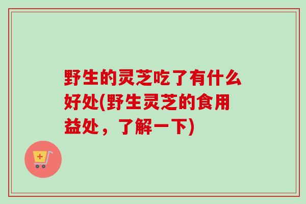 野生的灵芝吃了有什么好处(野生灵芝的食用益处，了解一下)