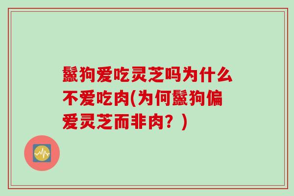 鬣狗爱吃灵芝吗为什么不爱吃肉(为何鬣狗偏爱灵芝而非肉？)