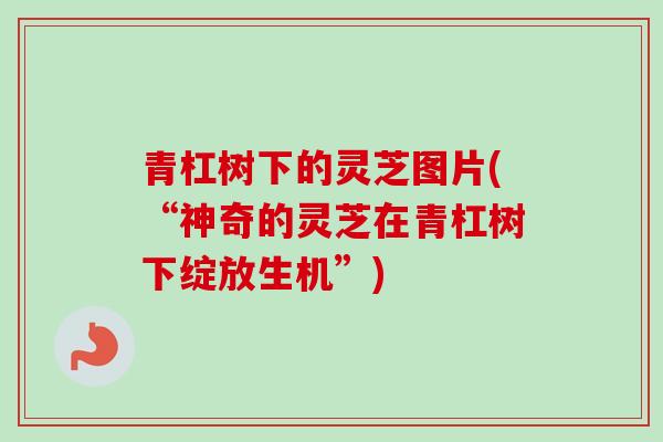 青杠树下的灵芝图片(“神奇的灵芝在青杠树下绽放生机”) 青杠树下的灵芝图片(“神奇的灵芝在青杠树下绽放生机”)