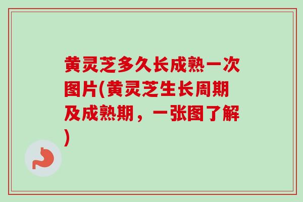 黄灵芝多久长成熟一次图片(黄灵芝生长周期及成熟期,一张图了解) 黄灵芝多久长成熟一次图片(黄灵芝生长周期及成熟期,一张图了解)