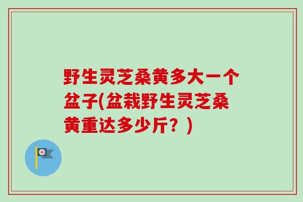 野生灵芝桑黄多大一个盆子(盆栽野生灵芝桑黄重达多少斤？)