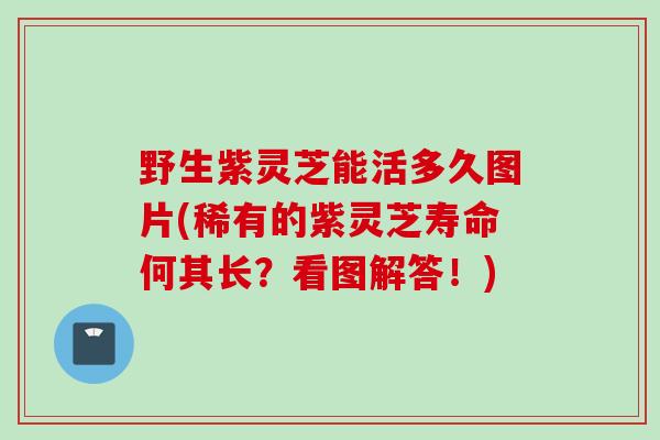 野生紫灵芝能活多久图片(稀有的紫灵芝寿命何其长?看图解答!) 野生紫灵芝能活多久图片(稀有的紫灵芝寿命何其长?看图解答!)