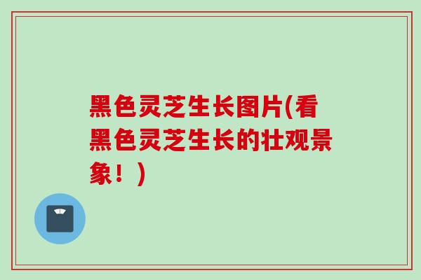 黑色灵芝生长图片(看黑色灵芝生长的壮观景象!) 黑色灵芝生长图片(看黑色灵芝生长的壮观景象!)