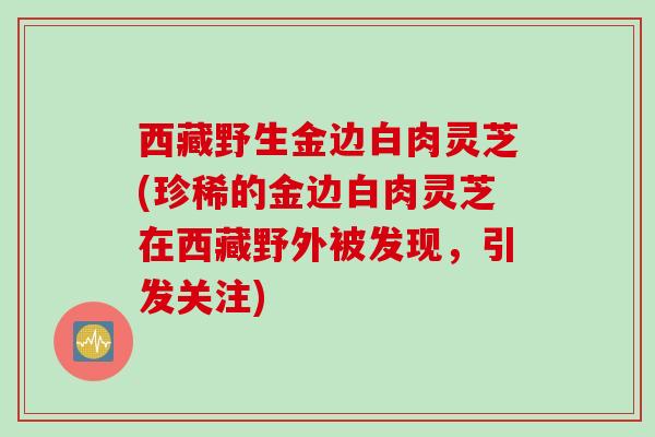 西藏野生金边白肉灵芝(珍稀的金边白肉灵芝在西藏野外被发现,引发关注) 西藏野生金边白肉灵芝(珍稀的金边白肉灵芝在西藏野外被发现,引发关注)