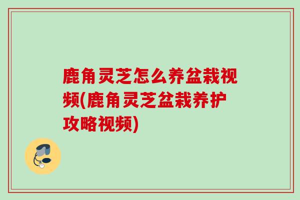 鹿角灵芝怎么养盆栽视频(鹿角灵芝盆栽养护攻略视频)