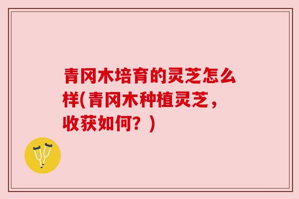 青冈木培育的灵芝怎么样(青冈木种植灵芝，收获如何？)
