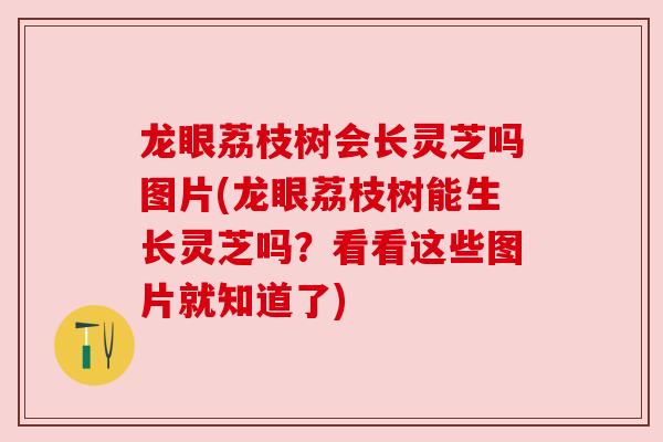 龙眼荔枝树会长灵芝吗图片(龙眼荔枝树能生长灵芝吗？看看这些图片就知道了)