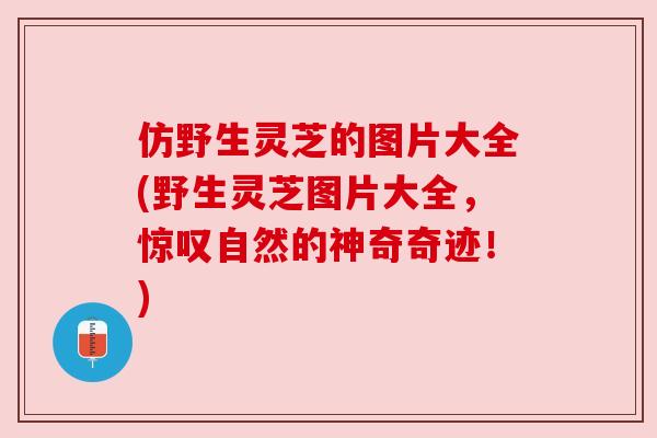 仿野生灵芝的图片大全(野生灵芝图片大全，惊叹自然的神奇奇迹！)