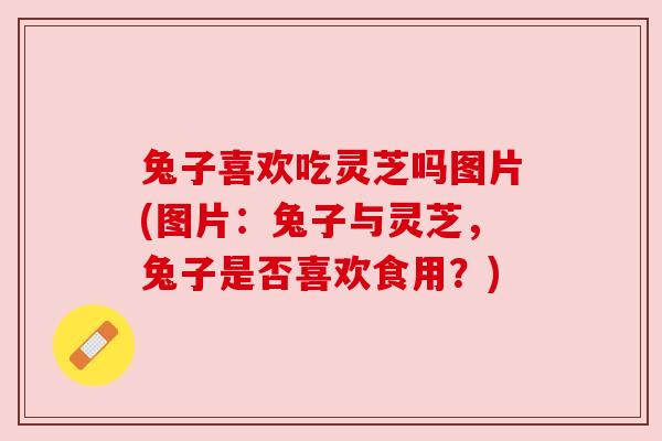 兔子喜欢吃灵芝吗图片(图片：兔子与灵芝，兔子是否喜欢食用？)