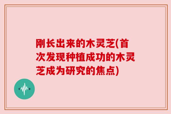 刚长出来的木灵芝(首次发现种植成功的木灵芝成为研究的焦点)