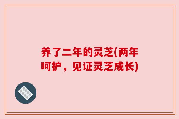 养了二年的灵芝(两年呵护，见证灵芝成长)
