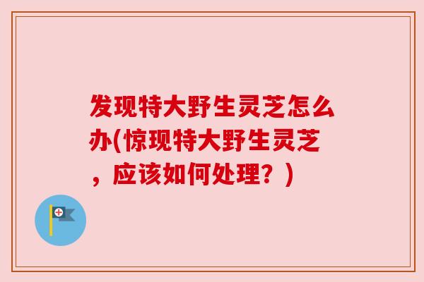 发现特大野生灵芝怎么办(惊现特大野生灵芝,应该如何处理?) 发现特大野生灵芝怎么办(惊现特大野生灵芝,应该如何处理?)