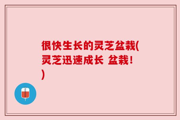 很快生长的灵芝盆栽(灵芝迅速成长 盆栽！)