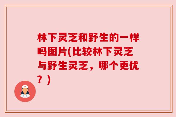 林下灵芝和野生的一样吗图片(比较林下灵芝与野生灵芝,哪个更优?) 林下灵芝和野生的一样吗图片(比较林下灵芝与野生灵芝,哪个更优?)