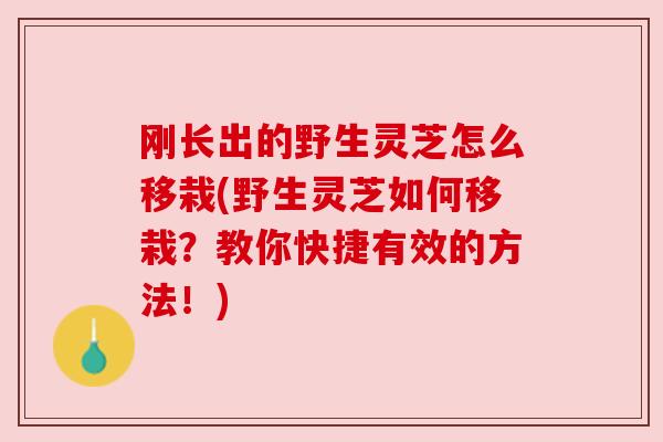 刚长出的野生灵芝怎么移栽(野生灵芝如何移栽?教你快捷有效的方法!) 刚长出的野生灵芝怎么移栽(野生灵芝如何移栽?教你快捷有效的方法!)