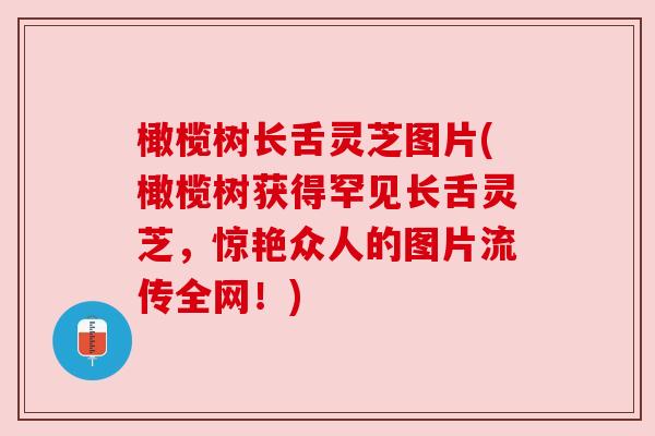 橄榄树长舌灵芝图片(橄榄树获得罕见长舌灵芝,惊艳众人的图片流传全网!) 橄榄树长舌灵芝图片(橄榄树获得罕见长舌灵芝,惊艳众人的图片流传全网!)