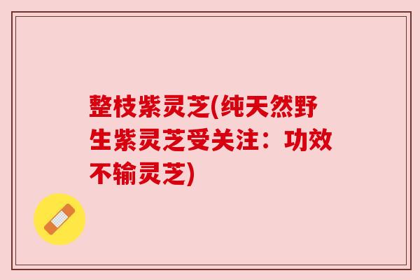 整枝紫灵芝(纯天然野生紫灵芝受关注:功效不输灵芝) 整枝紫灵芝(纯天然野生紫灵芝受关注:功效不输灵芝)